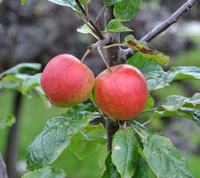 Malus Sieversii - Kazakhstanske vilde æbler - frugten fra Kundskabens Træ
